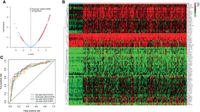 A Novel Nine-lncRNA Risk Signature Correlates With Immunotherapy in Hepatocellular Carcinoma